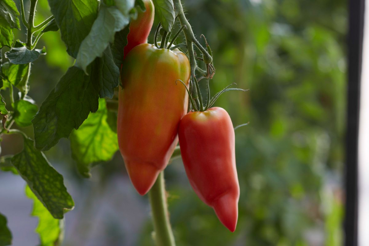 besondere Tomatenpflanze aus den Anden - Paprikatomate