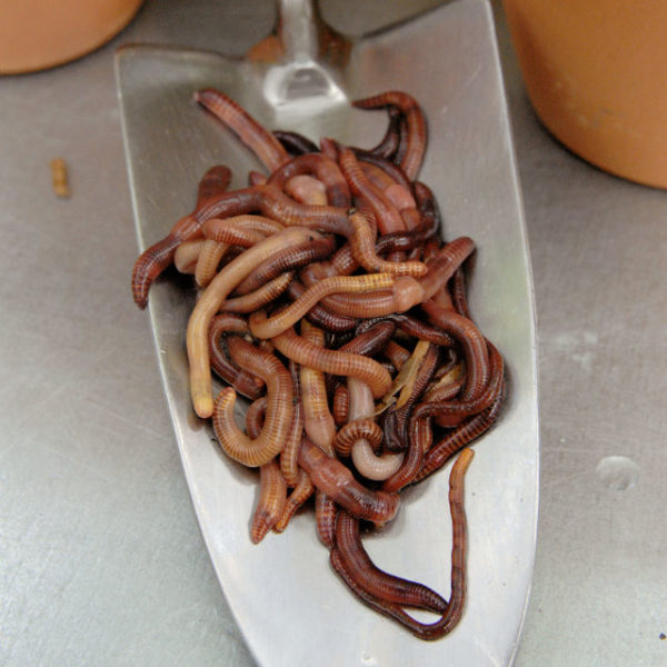 20 Stk Riesenrotwürmer (Dendrobena) zum Angeln
