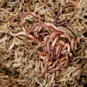 Kompostwürmer Startpopulation für Wurmkiste