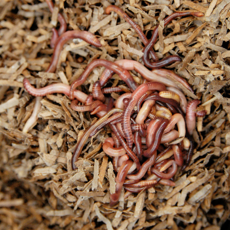 das Original! 1000 Fleißige Kompostwürmer,Tennessee Wiggler 