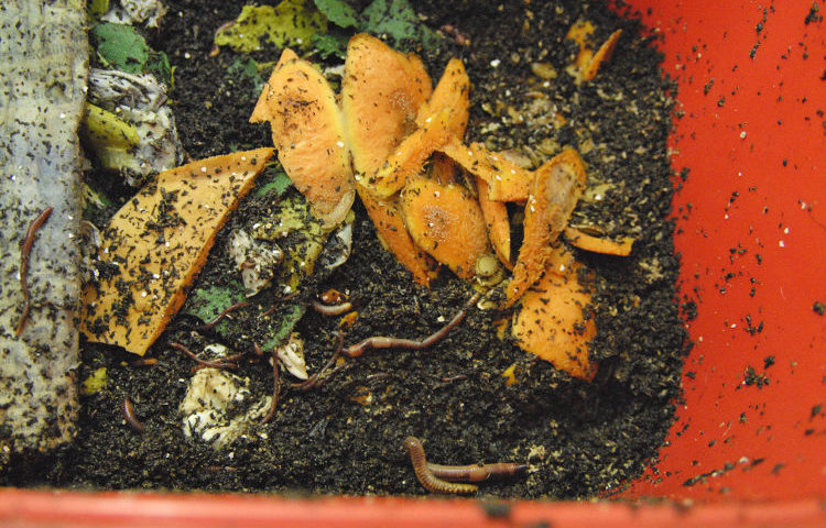 Organische Abfälle mit hohem Wasseranteil führen häufig zu grosser Nässe im Wurmkomposter