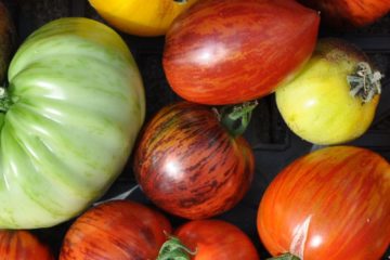 Saatgut von vielen Tomatensorten