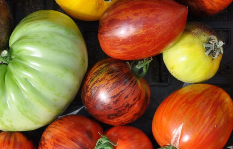 Saatgut von vielen Tomatensorten