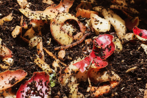 Ein Kompostwurm zwischen Bioabfällen in einer Wurmkiste
