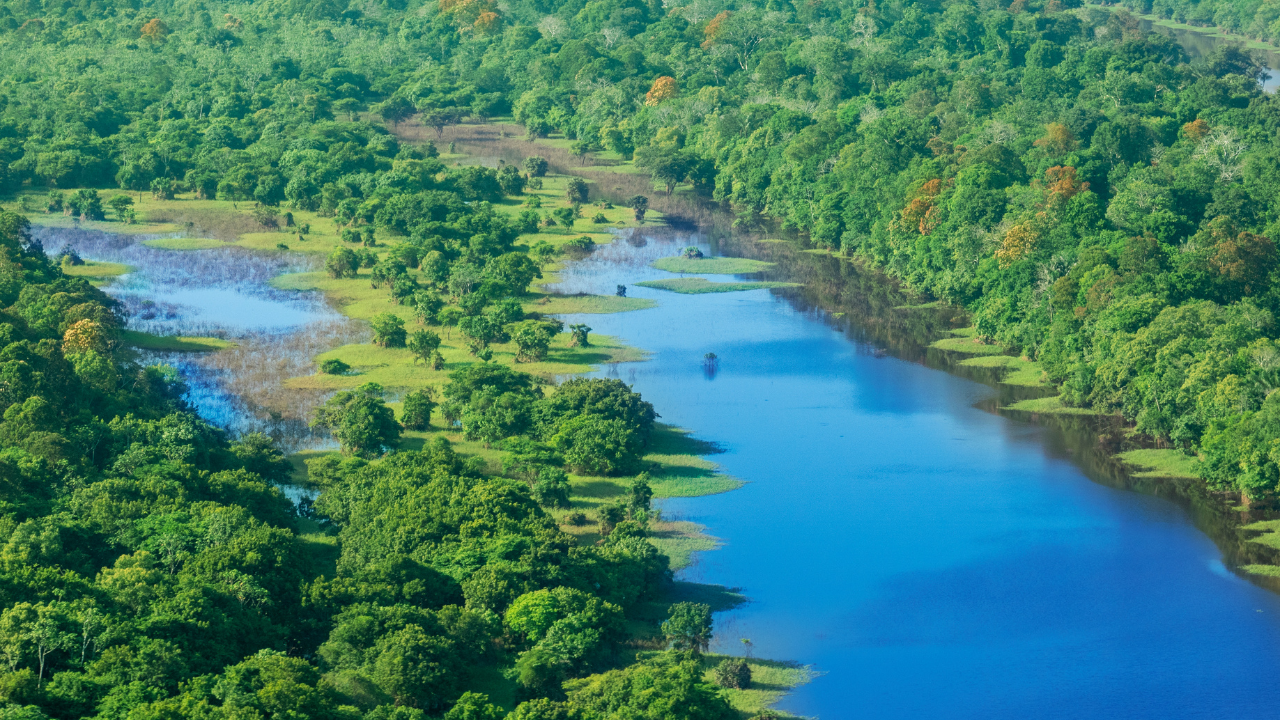 Bild Amazonas von oben