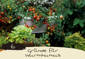 Blog_Banner Wurmhumus
