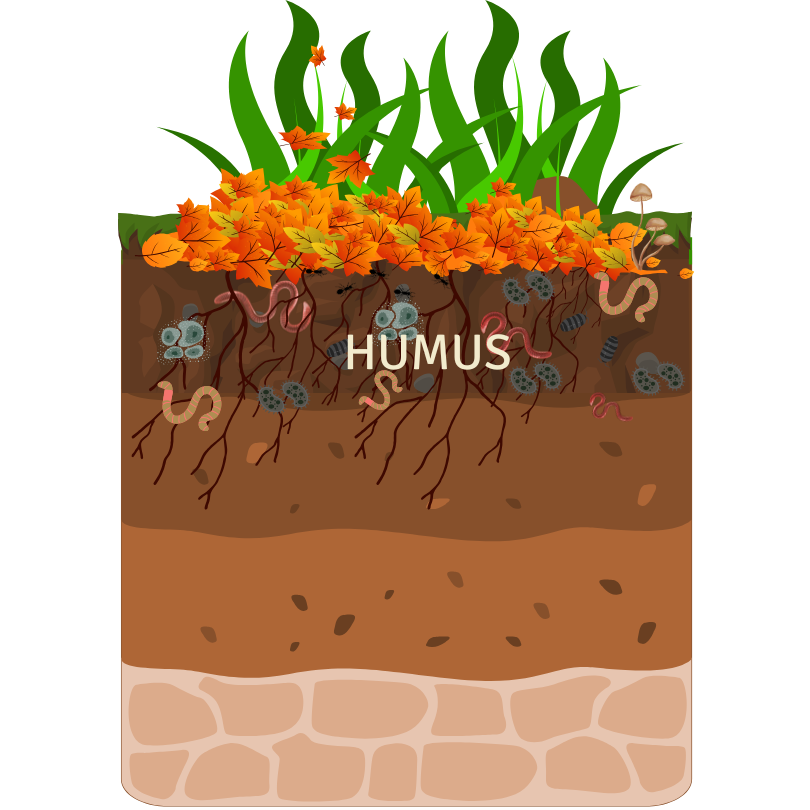 Humusschichte Garten grafik