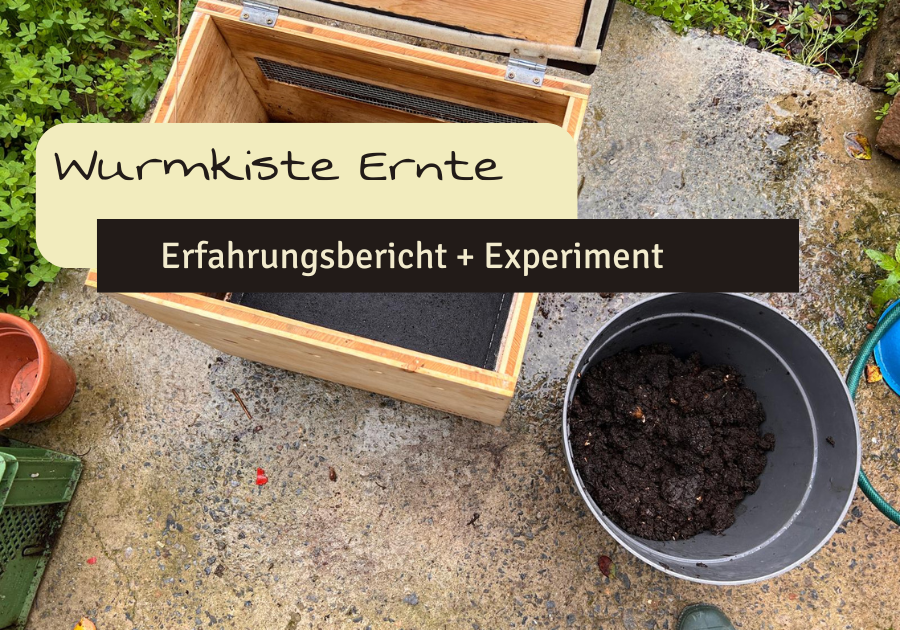 Wurmkiste Ertnte von Wurmhumus