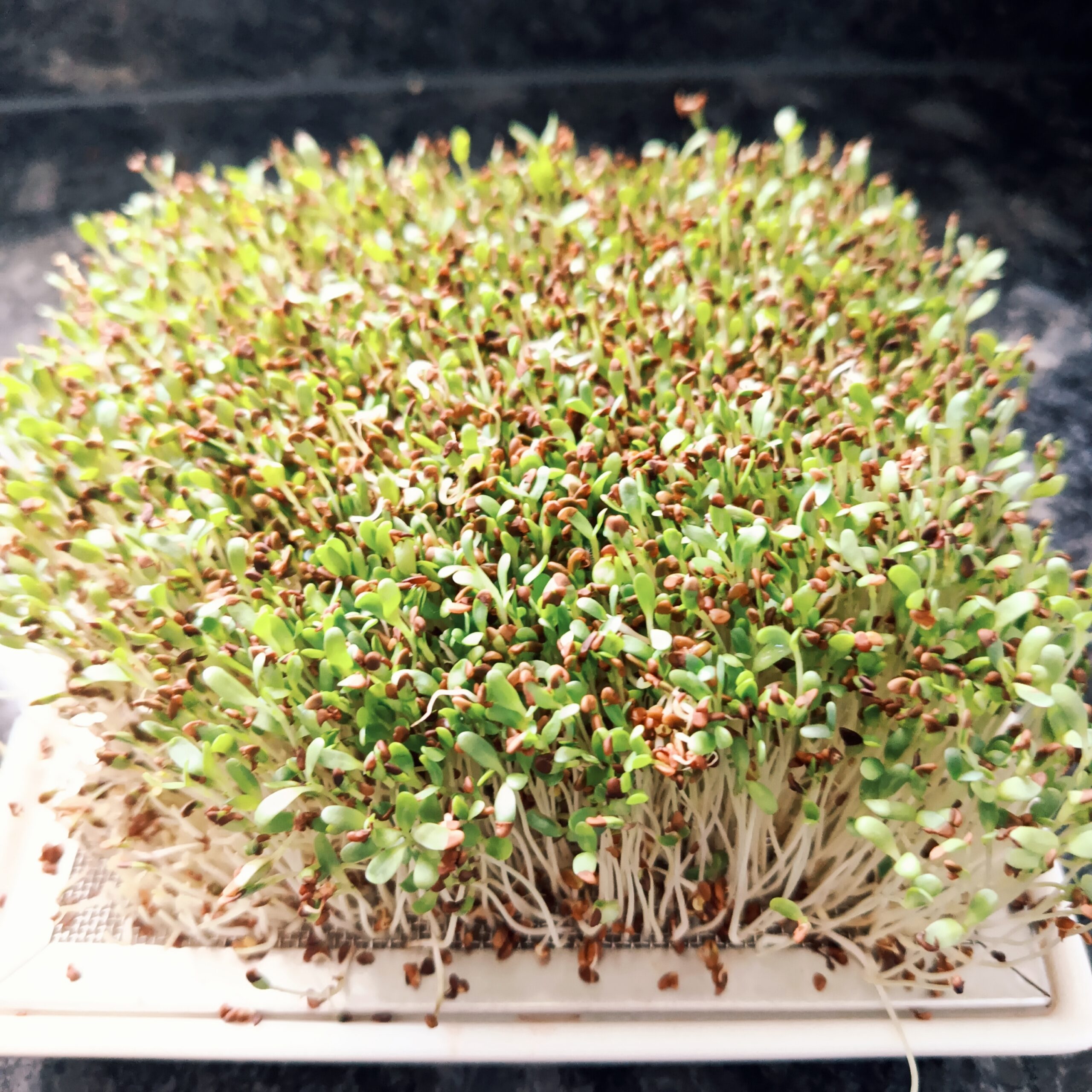 Keramik Microgreen Schale – Bild 2