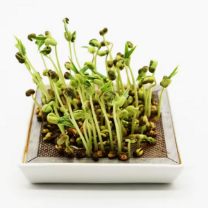 Keramik Microgreen Schale