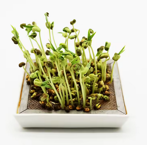 Keramik Microgreen Schale