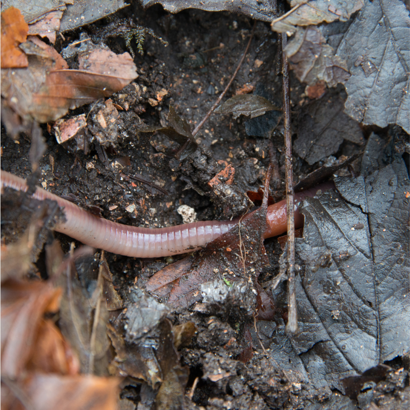 Kompostwurm im Laub