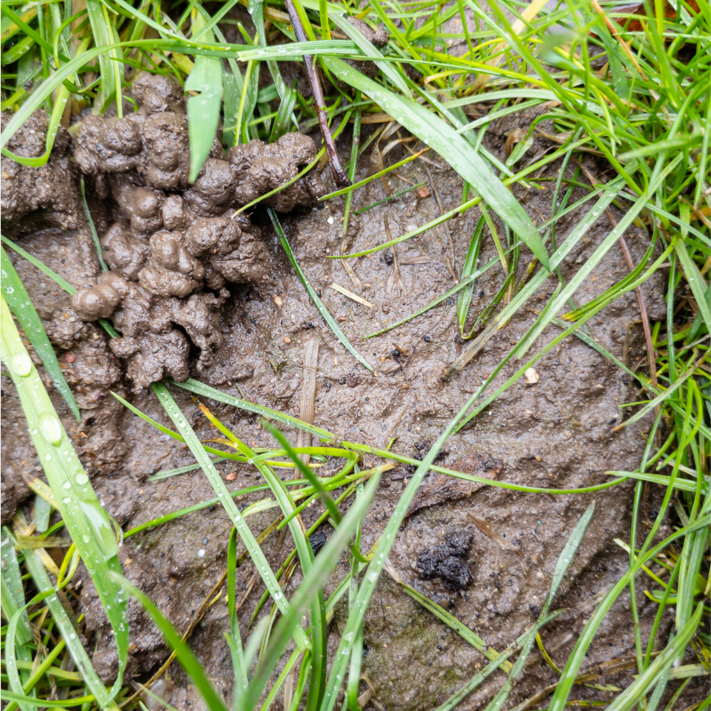 Regenwurmhäufchen gross