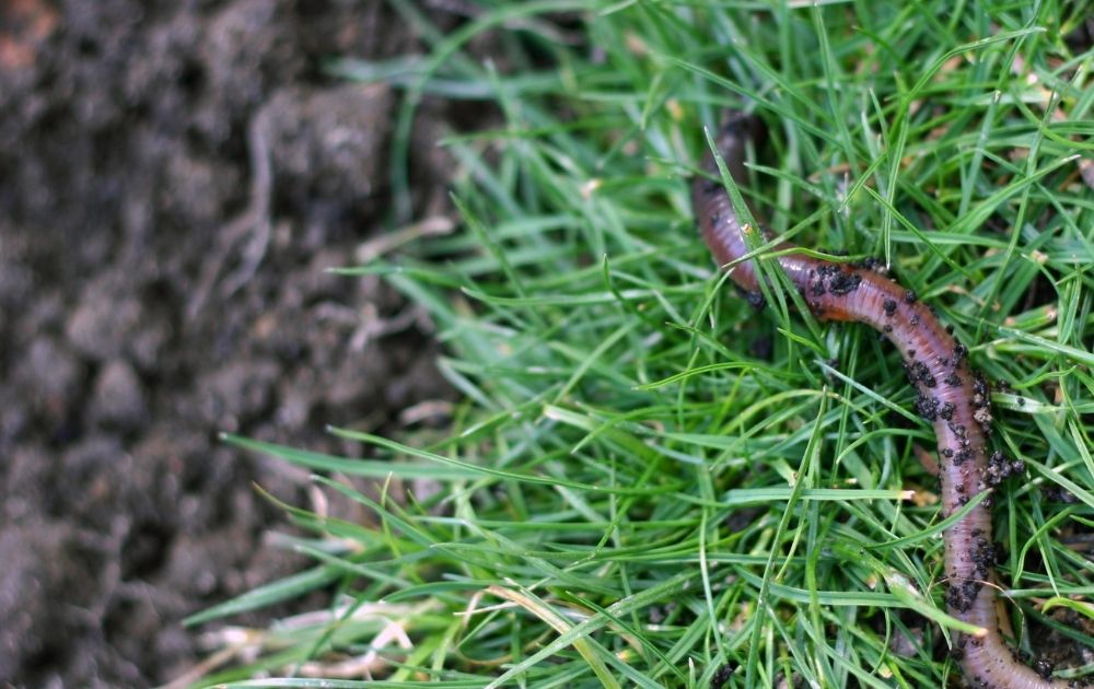 blog Anzuchterde herstellen (3)