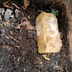 Ein Wurm-Eis sorgt in einer Wurmkiste für kühle Temperatur und frisches Futter für die Kompostwürmer